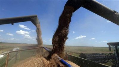 استمرار توريد محصول القمح لشون صوامع الوادي الجديد