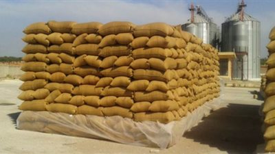 المنيا تستقبل 232 ألف طن من الأقماح بالشون والصوامع