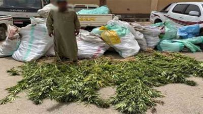 شاهد.. اللقطات الأولى لضبط مزرعة بانجو فى الإسماعيلية l فيديو