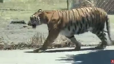 فيديو لملاحقة نمر في أحد شوارع المكسيك | فيديو