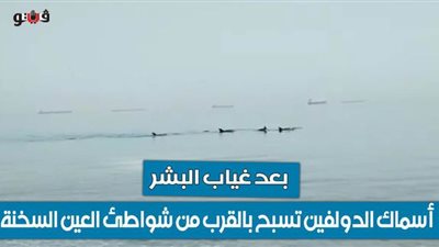 بعد غياب البشر.. أسماك الدولفين تسبح بالقرب من شواطئ العين السخنة | فيديو