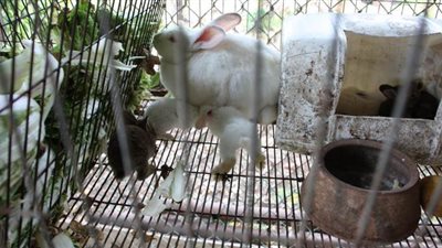 وباء جديد يفتك بثروة الأرانب في أمريكا