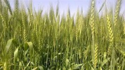 توريد 138 ألف طن قمح بالقليوبية