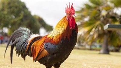 جريمة بشعة في أمريكا بسبب 