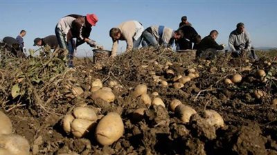البطاطس تسقط في فخ انهيار الأسعار.. وشبح أزمة 2018 يلوح في الأفق