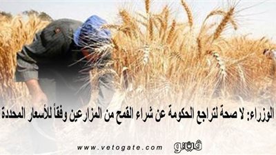 الوزراء: لا صحة لتراجع الحكومة عن شراء القمح من المزارعين وفقاً للأسعار المحددة