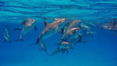 مصر تشارك العالم الاحتفال باليوم العالمى للتنوع البيولوجى