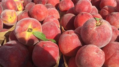 هل الخوخ يصيب بتسمم.. معهد البحوث: شائعات لا صحة لها.. وخبراء التغذية: عدم غسلها جيدا يسبب النزلات المعوية