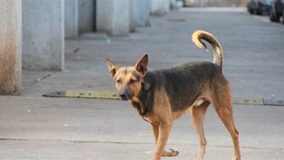 كلب ضال يعقر 12 شخصا بطوخ في القليوبية