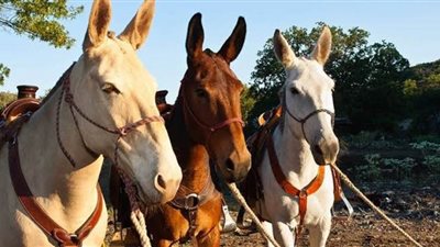 حكايات شعبية 8.. ماهي حكاية 