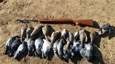 وزيرة البيئة: تنظيم منظومة صيد الطيور ووضع اشتراطات للأنواع المسموح بصيدها