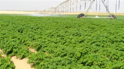 زراعة 75 ألف فدان بطاطس بالمزارع والشركات الاستثمارية بالوادي الجديد