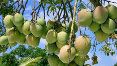 7 فوائد صحية للمانجو منها تقوية المناعة