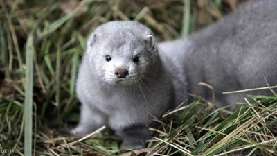 هولندا تسجل عدوى جديدة بكورونا مصدرها حيوان 