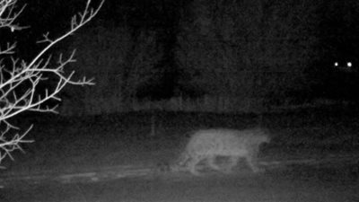 وسط كورونا.. نمور الثلوج النادرة تتجول في شوارع كازاخستان