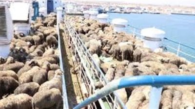 احتجاز سفينة كويتية لنقل الماشية قبالة أستراليا بسبب كورونا