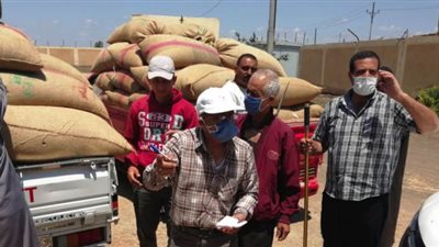 توريد 148 ألف طن قمح بالقليوبية