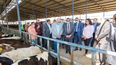 وزير الزراعة: نسعى لسد الفجوة من اللحوم الحمراء وزيادة إنتاجية الماشية