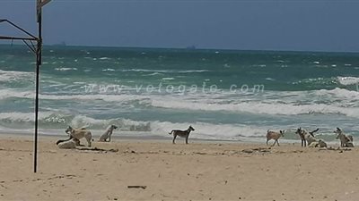 منع محاولات دخول المواطنين لشواطئ العجمي.. والكلاب تستمتع بها| صور