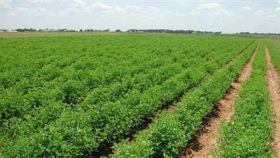 تخصيص 12500 فدان لزراعة محصول الجوجوبا فى الوادى الجديد 