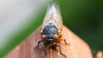 مخاوف من انتشار حشرة الزيز.. تظهر كل ١٧عاما.. لا تتسبب في انتشار الأوبئة.. والحضارات القديمة تعتبرها رمز النهضة والتجديد