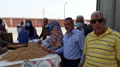 توريد 151 ألفا و318 طن قمح لشون وصوامع القليوبية