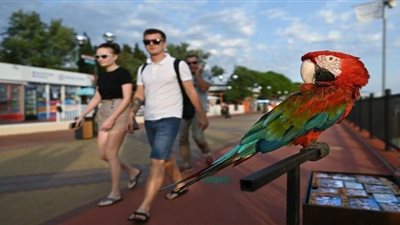 ببغاء يدلي بإفادته في قضية قتل بمحكمة أرجنتينية