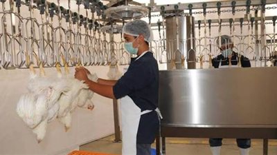 شعبة الثروة الداجنة: عودة العمل في الأسواق بشكل تدريجي.. وتراجع الأسعار