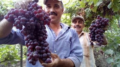 طفرة في تصدير الموالح المصرية والعنب للخارج بسبب اتباع المواصفات العالمية|فيديو