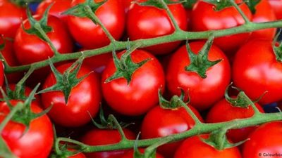 أسعار الخضراوات والفاكهة اليوم.. والطماطم تسجل 8 جنيهات| فيديو