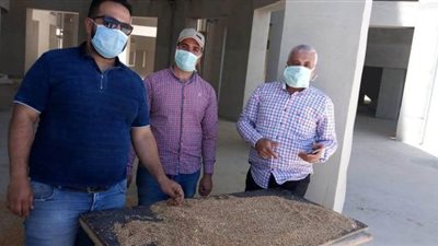 تموين الإسكندرية: توريد أكثر من 126 ألف طن من الأقماح المحلية