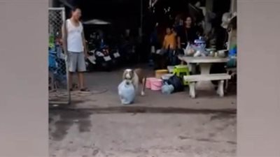 كلب يساعد صاحبته في حمل أكياس القمامة | فيديو