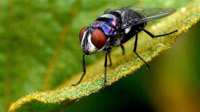 الصحة العالمية تحسم الجدل حول امكانية نقل الذباب كورونا للإنسان