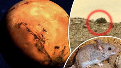 بالفيديو والصور.. فأر عملاق يمشى على سطح المريخ