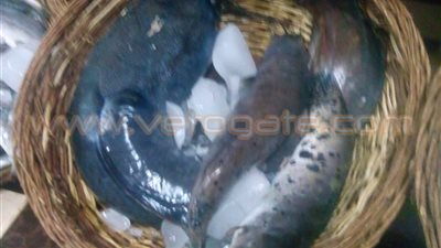 رواج تجارة الأسماك بعد ارتفاع أسعار اللحوم بالمنوفية