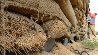 تباين أسعار القمح المحلي بالمحافظات.. اليوم