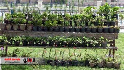 استمرار أعمال النظافة بالإسماعيلية