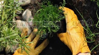 مزارعو مطروح: نطالب قنديل بتوفير المياه