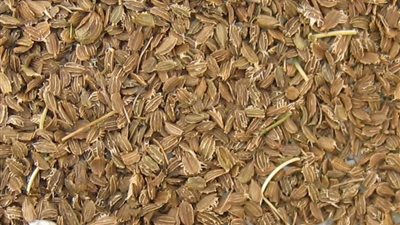 بذور الجزر علاج فعال لمرضى القلب والكلى