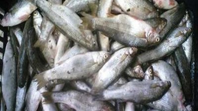 إعدام 100 كيلو أسماك مملحة فاسدة بسوهاج