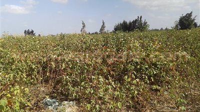 بالفيديو والصور .. مزارعو الشرقية: التقاوي وراء انخفاض محصول القطن