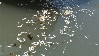 العثورعلى أسماك نافقة على شاطئ البحر الأحمر شمال الغردقة