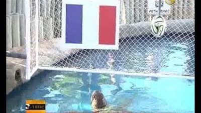 بالفيديو.. سلحفاة تتنبأ بفوز البرازيل على كولومبيا