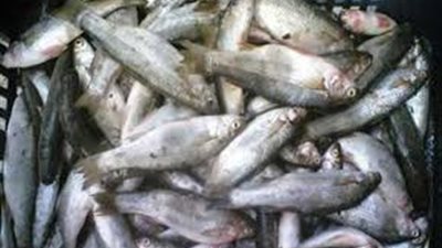 دهون الأسماك تحمي من تصلب الشرايين