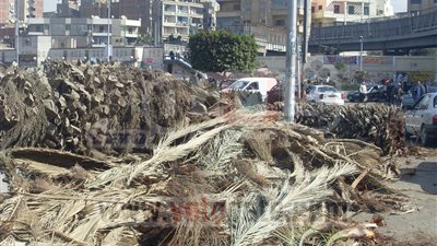 حملة لإزالة الأشجار من أمام قصر القبة