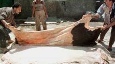 ننشر نتائج انتخابات صناعة الجلود