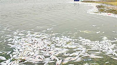 تشكيل لجنة لبحث بلاغ بوجود أسماك نافقة شمال الغردقة