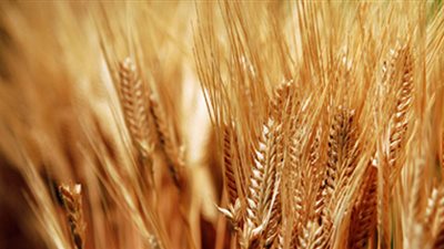 توريد 944 طن قمح.. بشون قنا