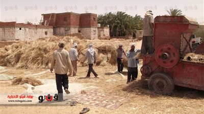 بالصور.. الجمعيات الزراعية تتخلى عن قمح فلاحى الوادى الجديد