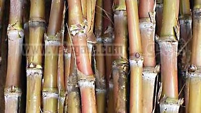 مزارعو القصب بالشرقية يهددون بالاعتصام أمام 